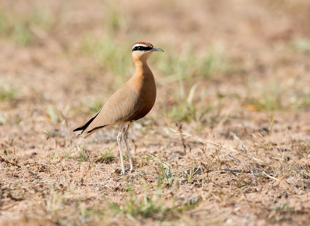 Indian Courser Cursorius coromandelicus