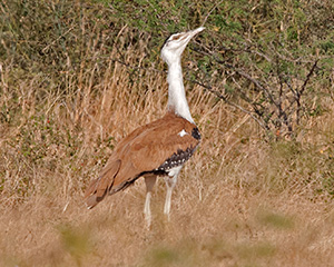 Great Indian Bustard (Ardeotis nigriceps)
