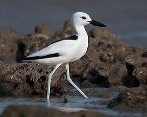 crab plover (Dromas ardeola)