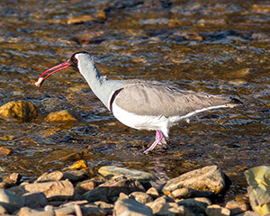 ibisbill (Ibidorhyncha struthersii)