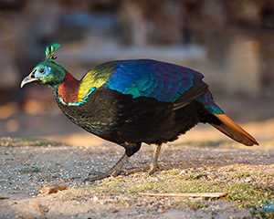 Himalayan Monal