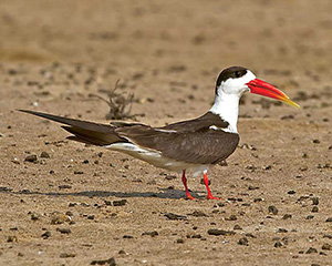  Indian skimmer (Rynchops albicollis) 
