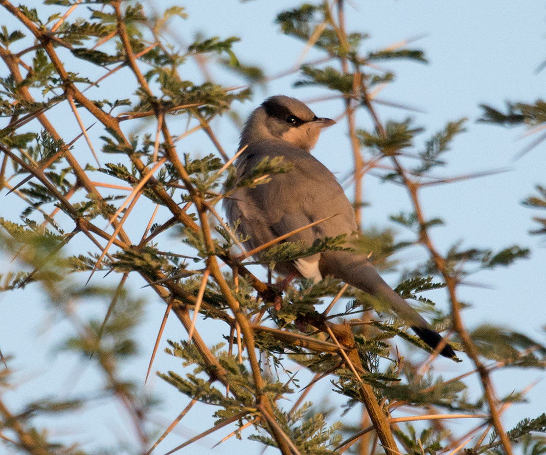 Birding in Great Rann of Kutch