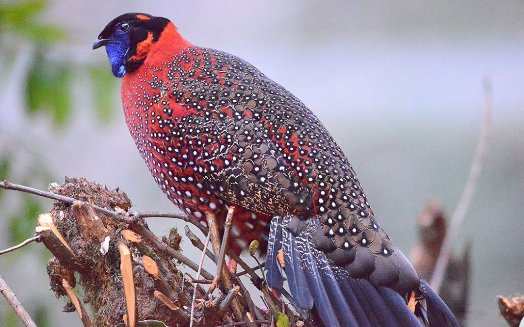 Breakfast with the Tragopan