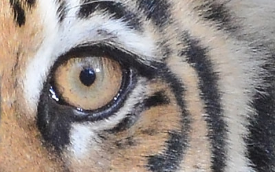 The accidental birder