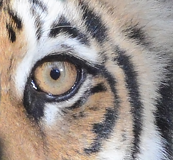 The accidental birder