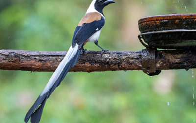 Western Ghats Birding