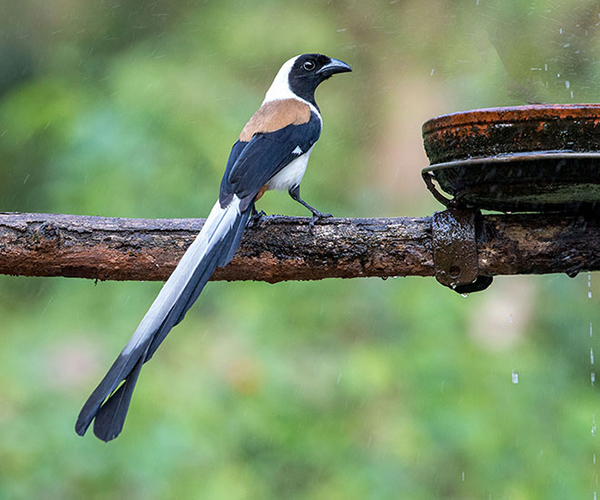 Western Ghats Birding
